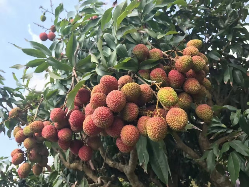 荔枝~妃子笑~桂花香一件代发对接各大平台对接各大顺丰冷链