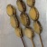鲍鱼串鲍鱼肉串串鲍鱼工厂自助餐饮烧烤火锅食材冻品批发