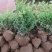 基地大量出售高60厘米冠幅50厘米瓜子黄杨毛球