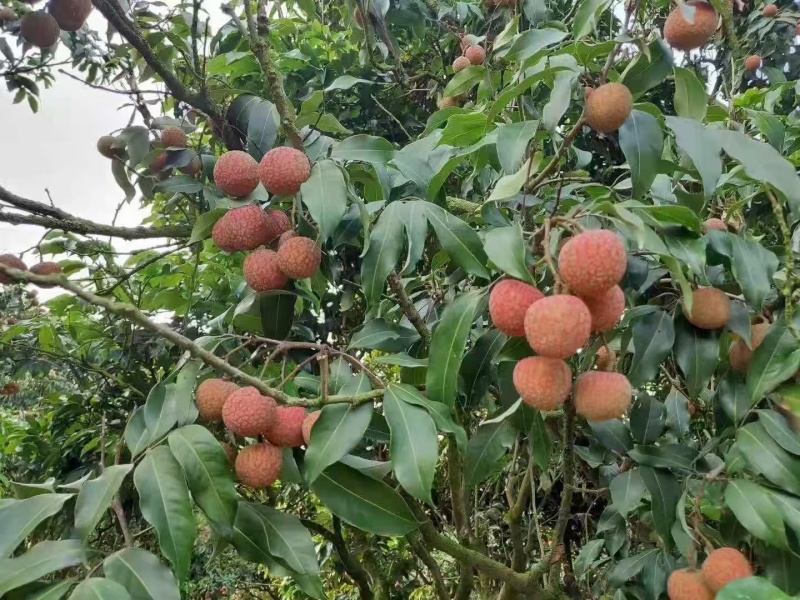 一件代发荔枝妃子笑桂各大电商平台供货顺丰冷链售后无忧