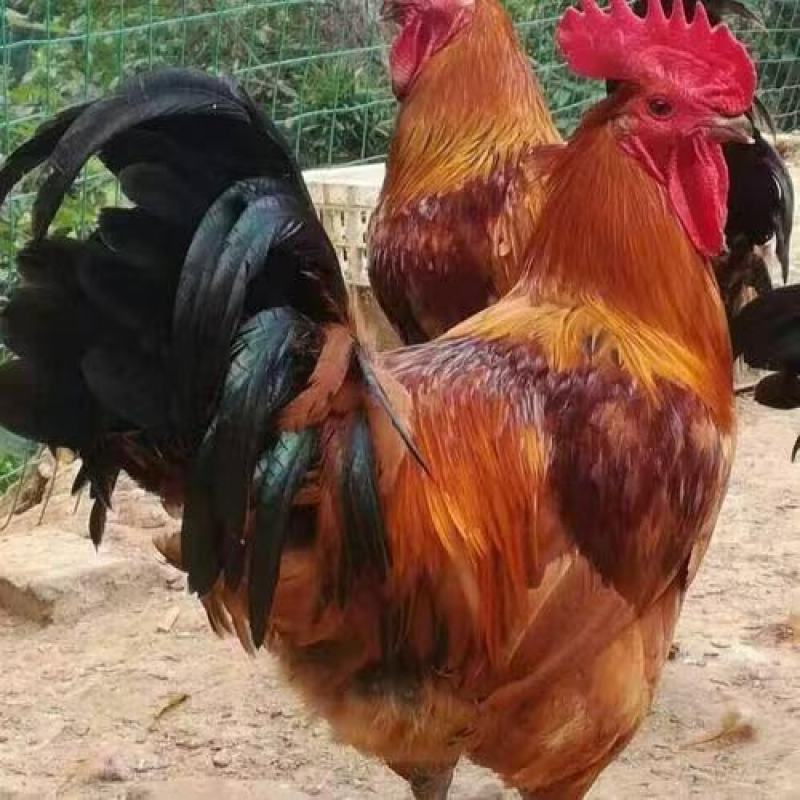 红毛鸡