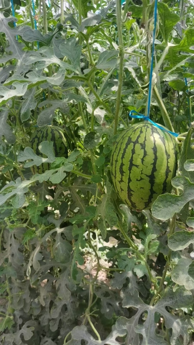 全美2k西瓜，大量上市，脆甜可口，保质保量，全国发货