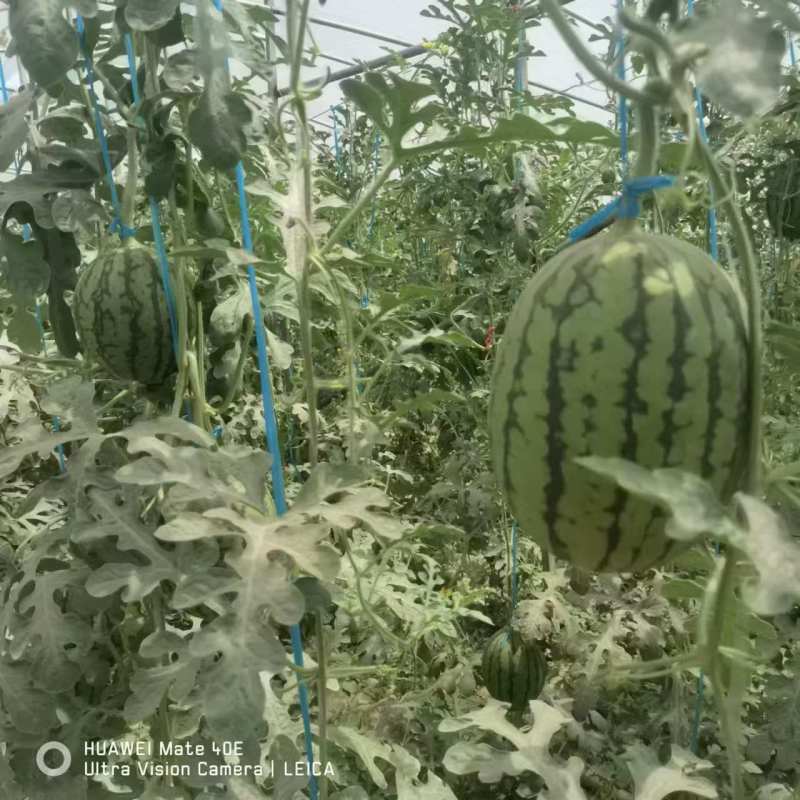 全美2k西瓜，大量上市，脆甜可口，保质保量，全国发货