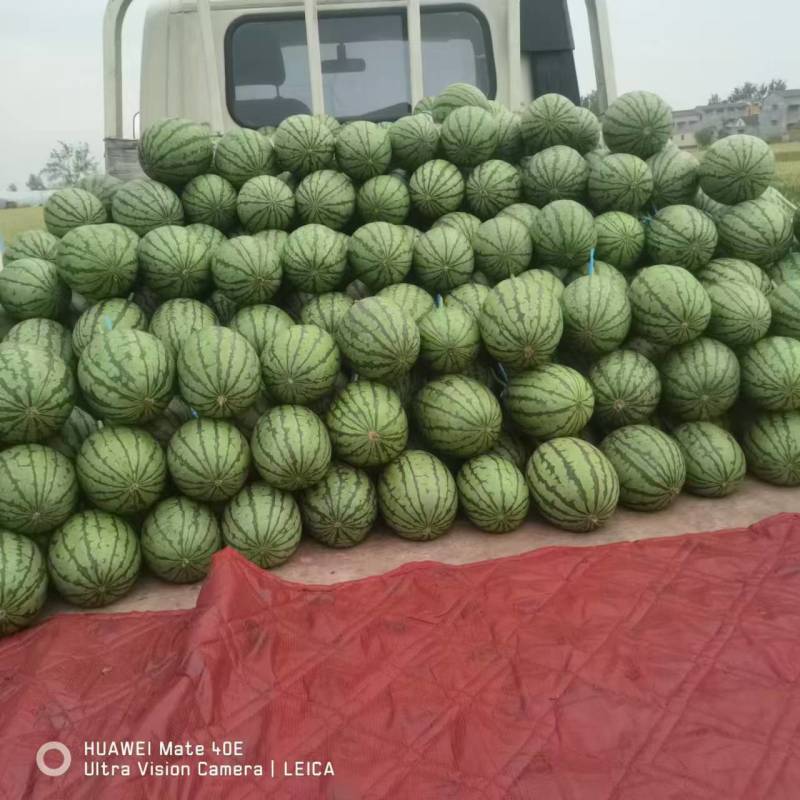 全美2k西瓜，大量上市，脆甜可口，保质保量，全国发货