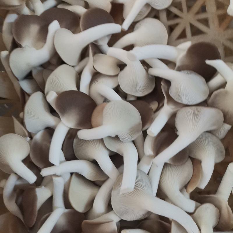 A级秀珍菇，真秀，台秀鲜品