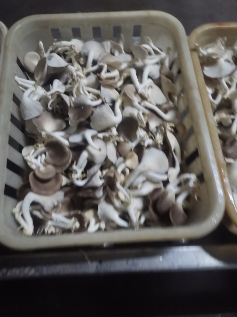A级秀珍菇，真秀，台秀鲜品