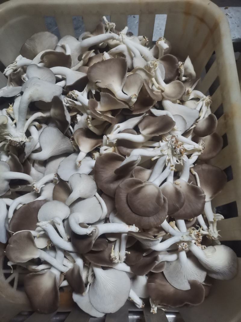 A级秀珍菇，真秀，台秀鲜品