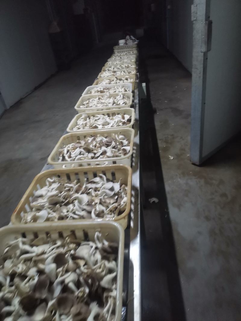 A级秀珍菇，真秀，台秀鲜品