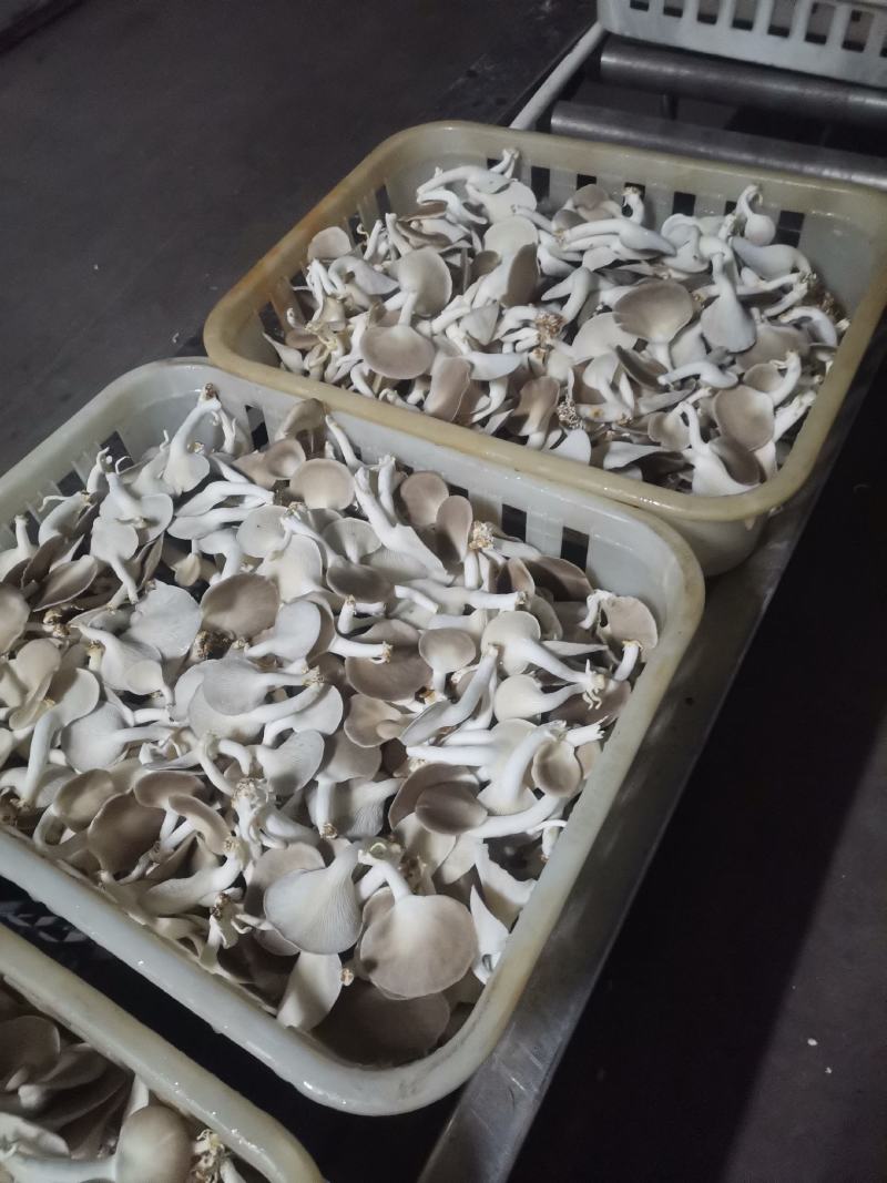 A级秀珍菇，真秀，台秀鲜品