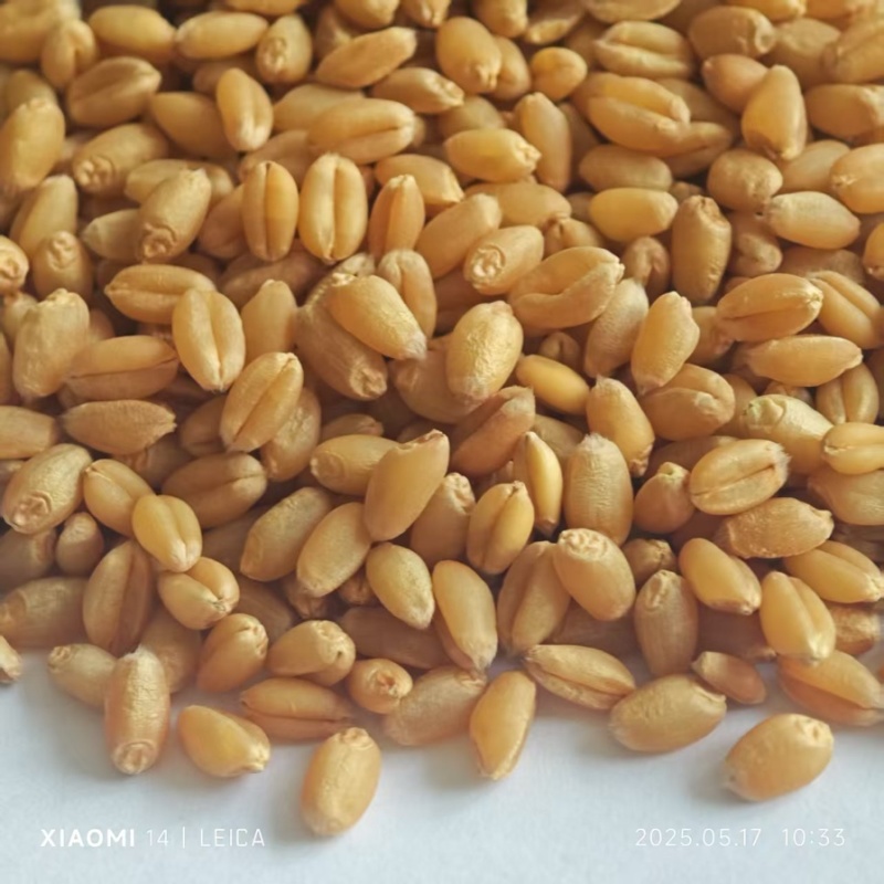 石磨面粉专用小麦，豫北小麦，直接打粉，无任何杂质