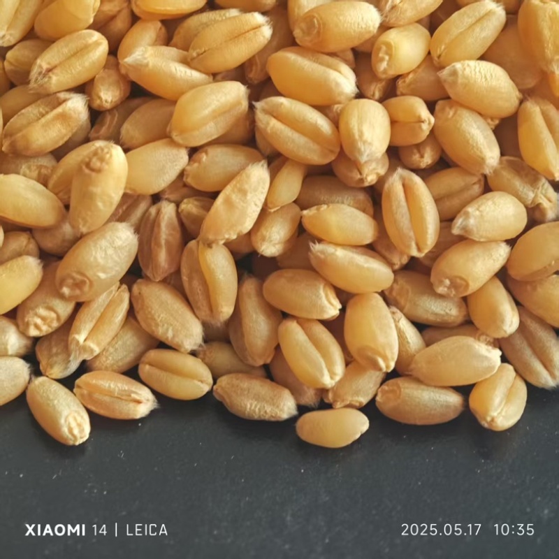 石磨面粉专用小麦，豫北小麦，直接打粉，无任何杂质