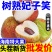 妃子笑各大电商**一件代发顺丰冷链售后无忧