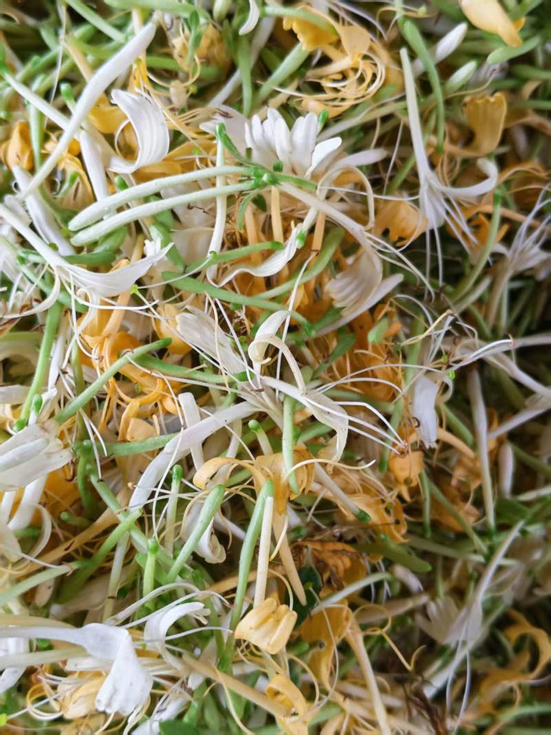 味道清香的金银花品质保证诚信经营价格实惠量大从优