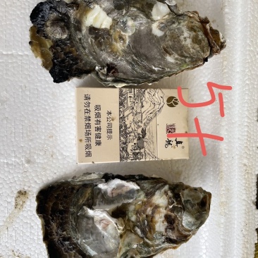 广东湛江优选大生蚝基地直供质量保证货源充足全国发货