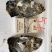 广东湛江优选大生蚝基地直供质量保证货源充足全国发货