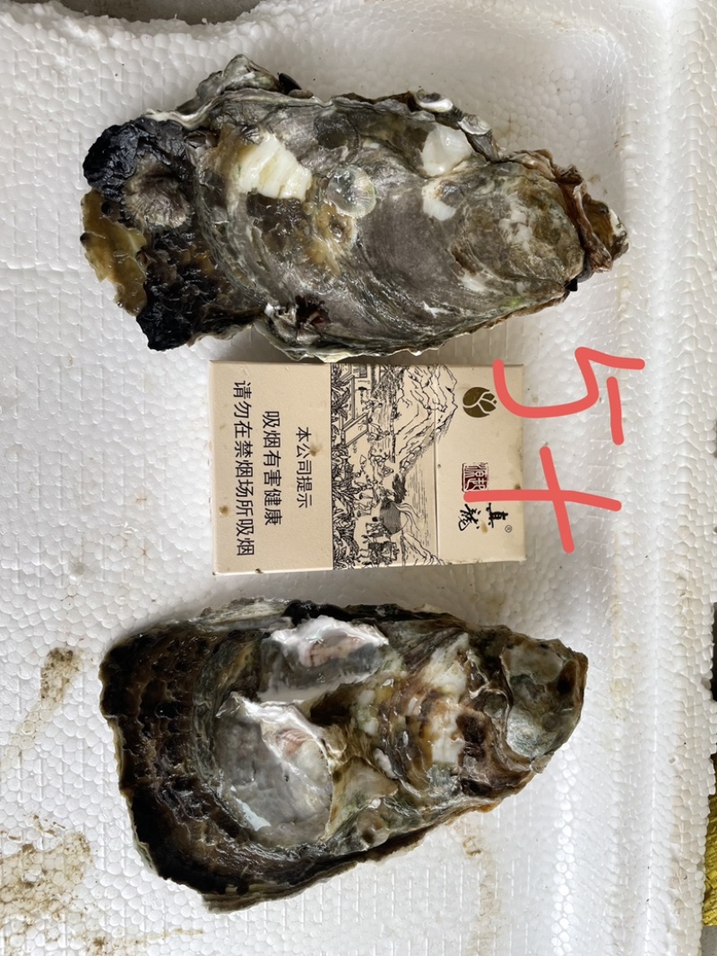 广东湛江优选大生蚝基地直供质量保证货源充足全国发货
