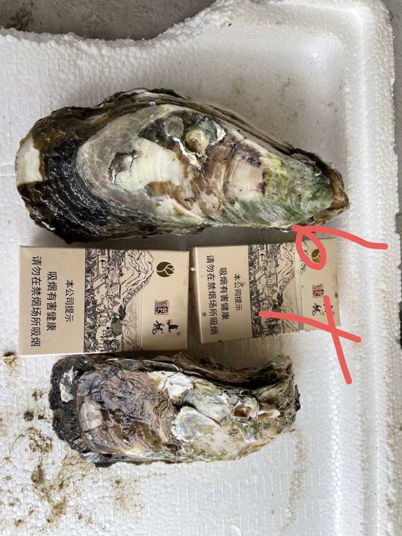 广东湛江优选大生蚝基地直供质量保证货源充足全国发货