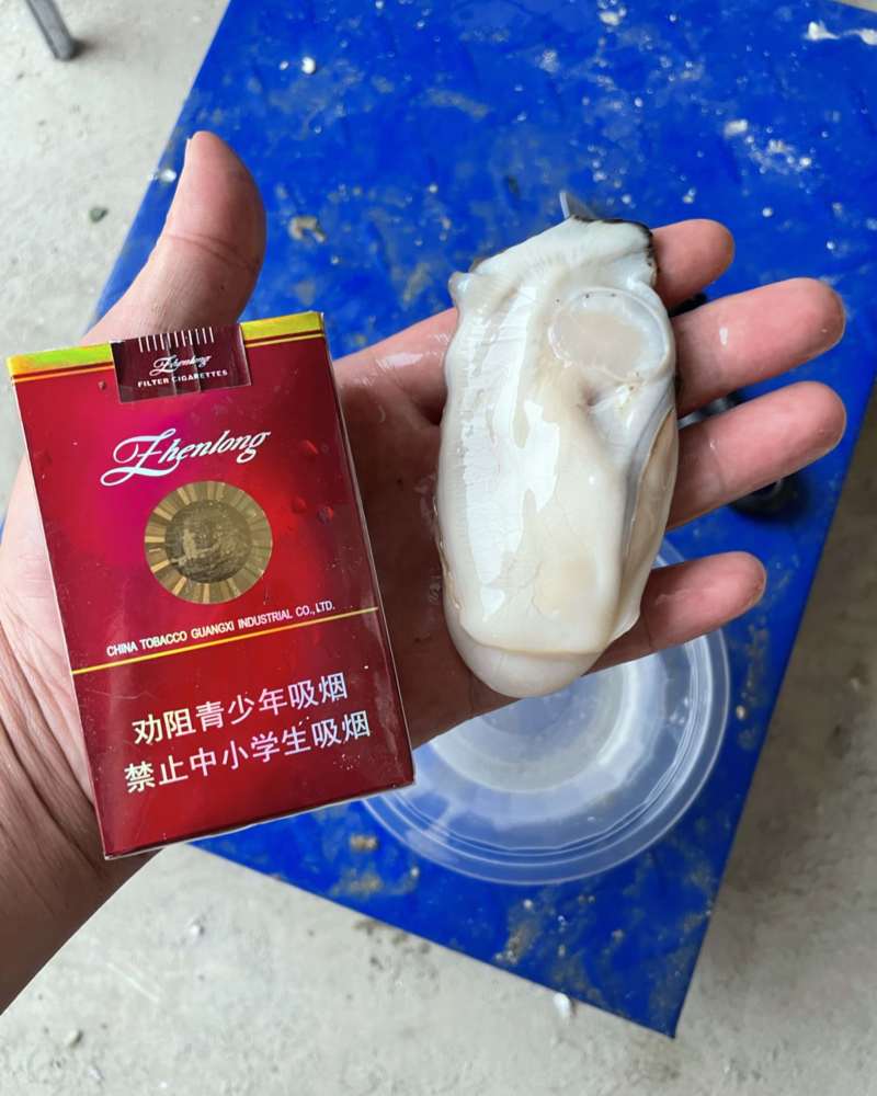 广东湛江优选大生蚝基地直供质量保证货源充足全国发货