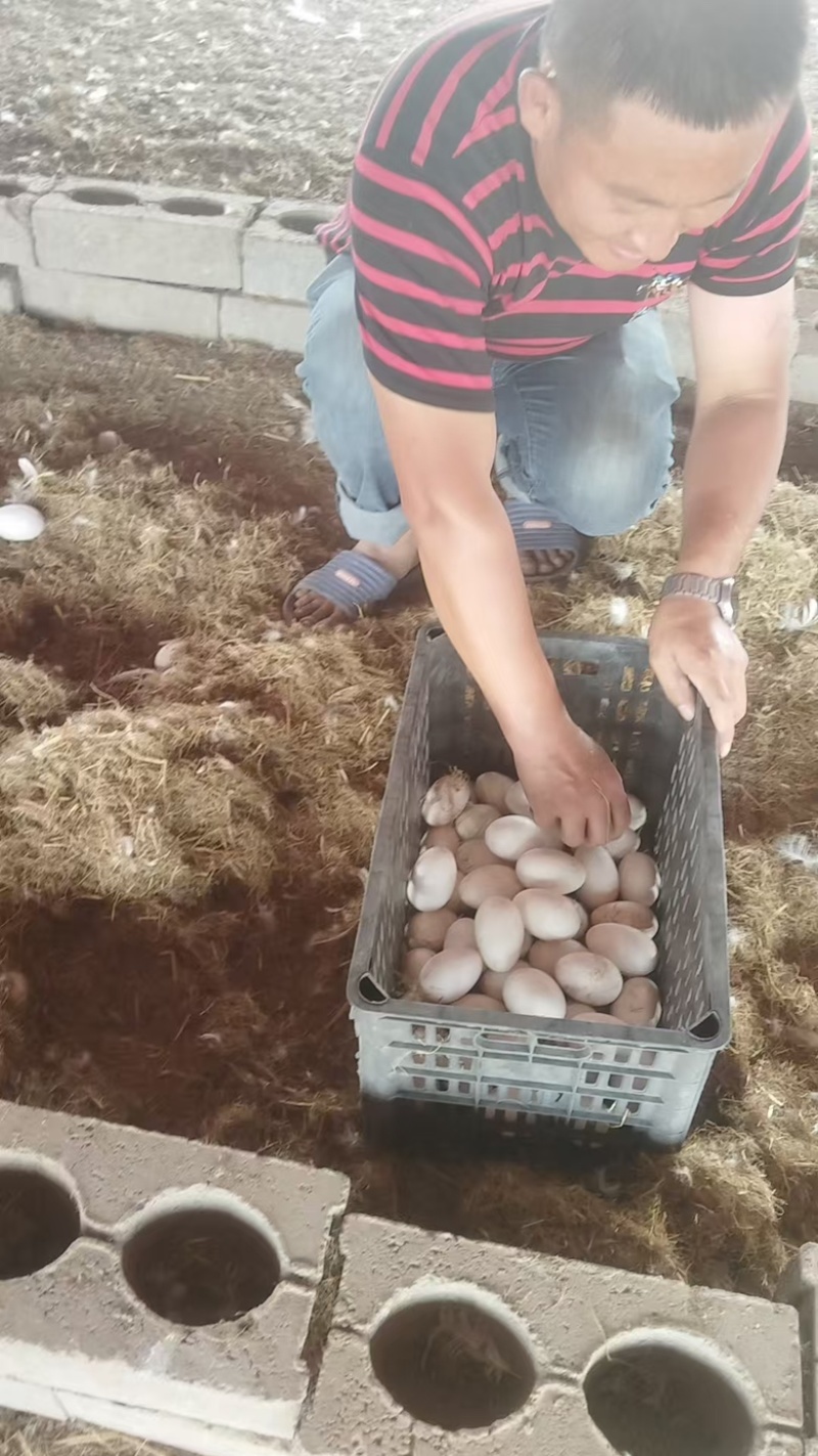 鲁东南农家散养鹅蛋