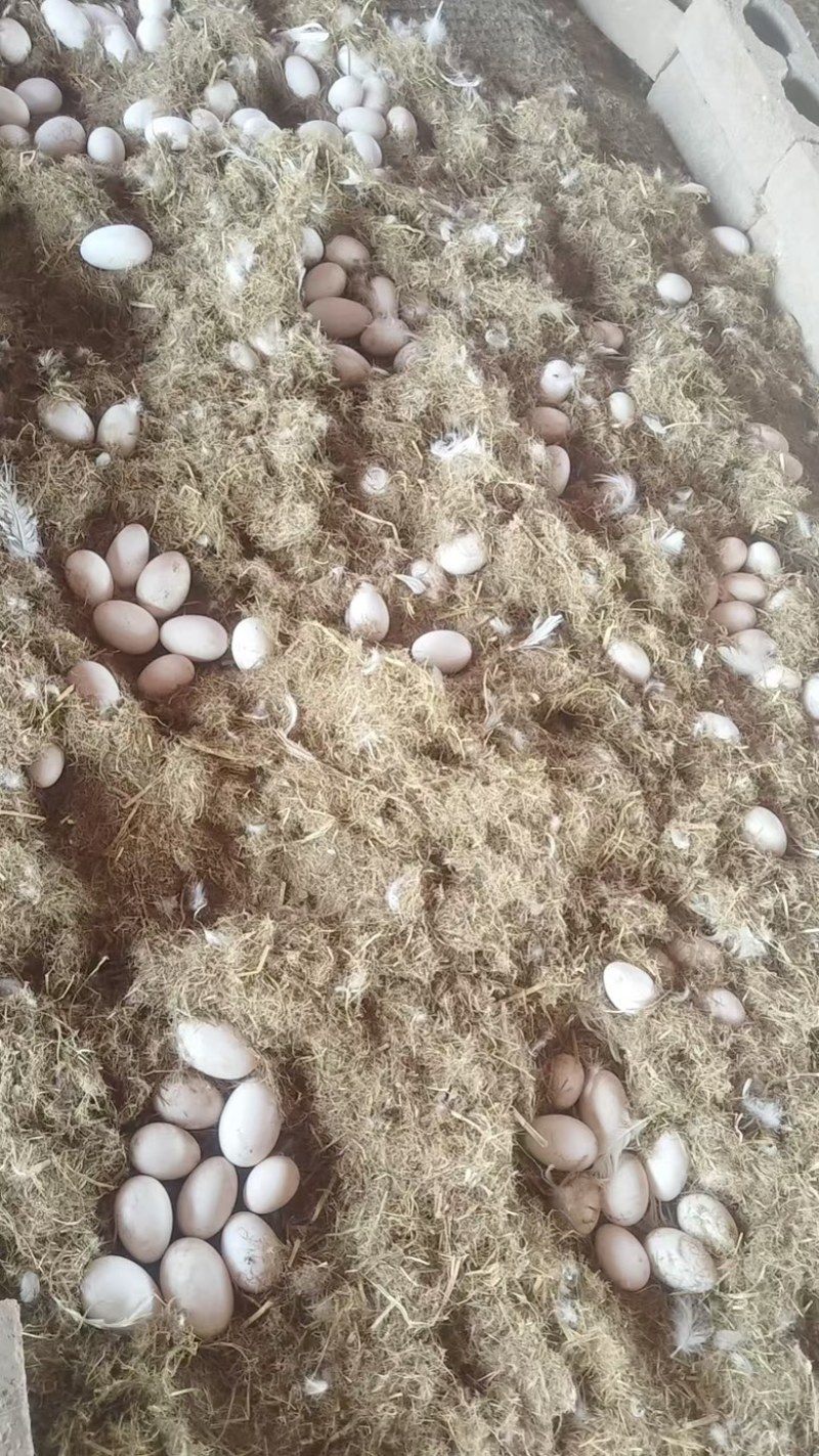鲁东南农家散养鹅蛋
