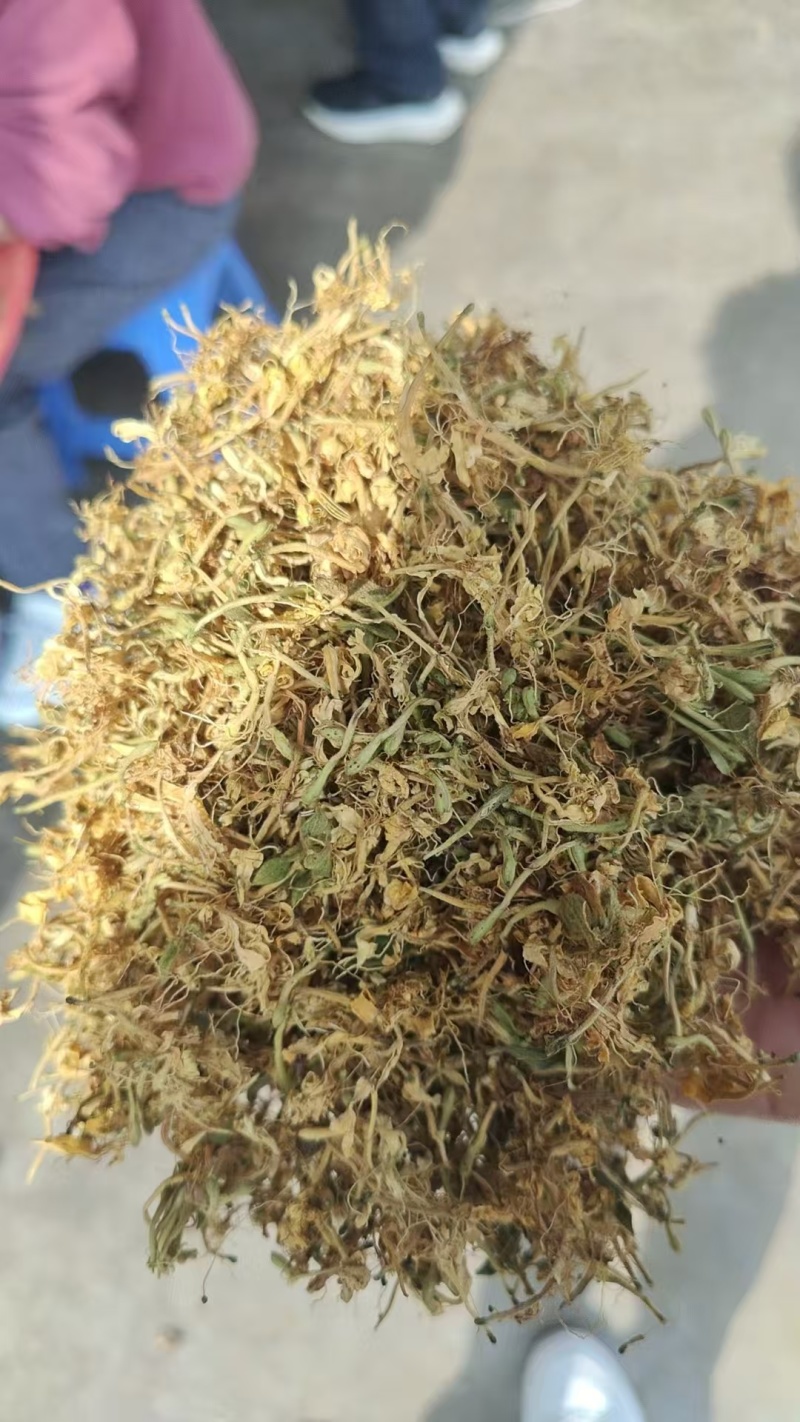 金银花品质好味道清香支持视频看货选货欢迎来电洽谈