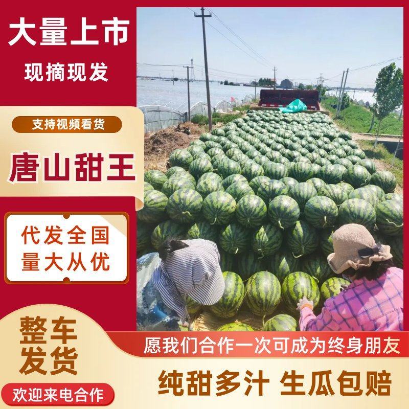 河北滦南甜王西瓜大量供应，一手货源，可对接电商商超等