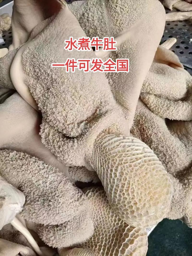 内蒙古鲜牛肚，精修，去油，牧场直供