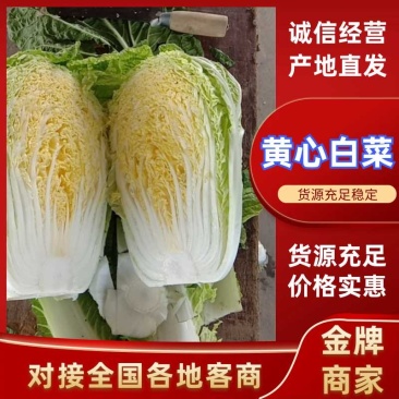 《精品》兰陵县弓棚黄心大白菜，大量上市中，货源充足