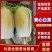 《精品》兰陵县弓棚黄心大白菜，大量上市中，货源充足