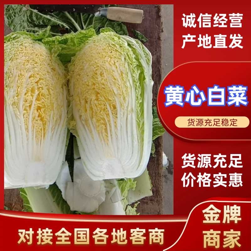 《精品》兰陵县弓棚黄心大白菜，大量上市中，货源充足