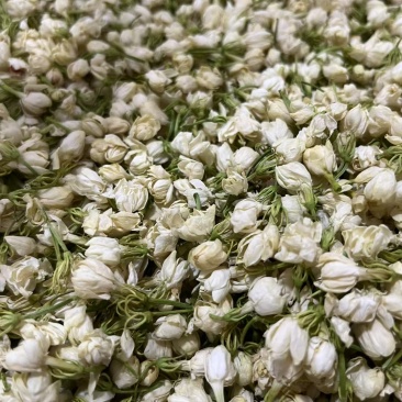 干茉莉花新货包邮无硫茉莉花茶茉莉干花常年批发零售