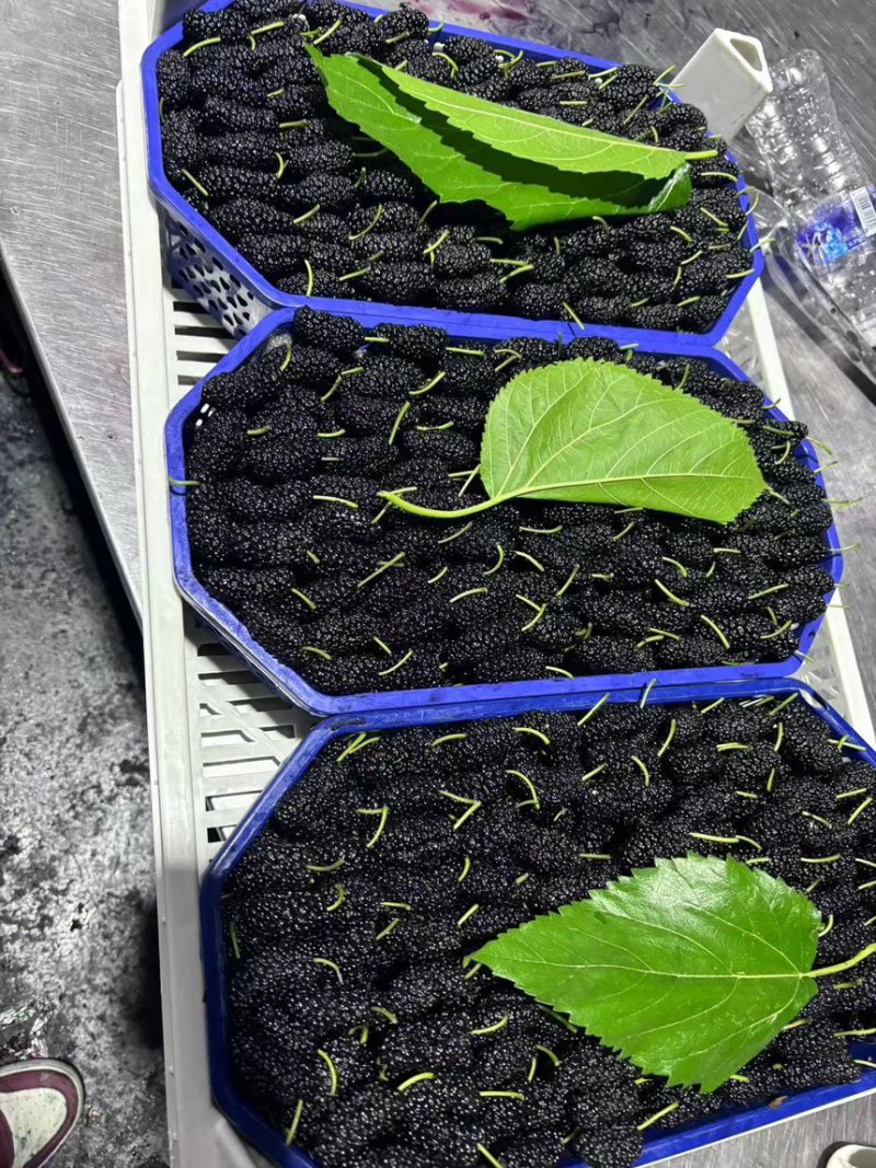 新鲜桑葚桑椹适合加工速冻提取做馅料