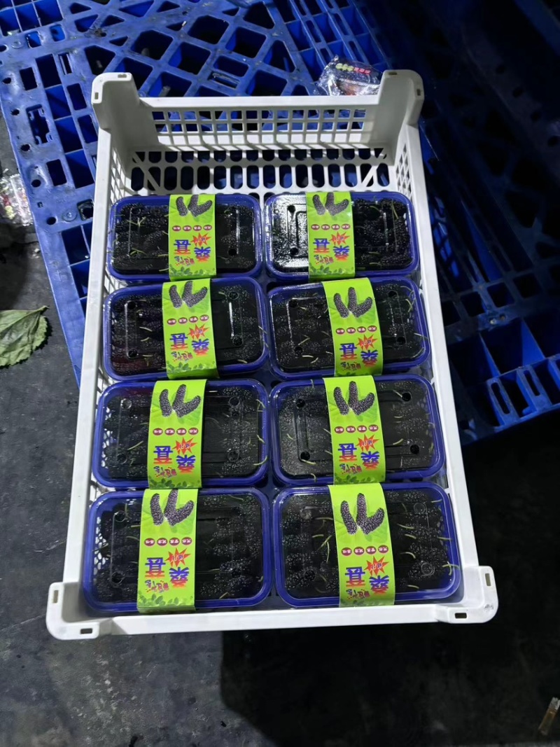 新鲜桑葚桑椹适合加工速冻提取做馅料