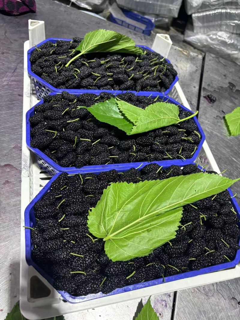 新鲜桑葚桑椹适合加工速冻提取做馅料