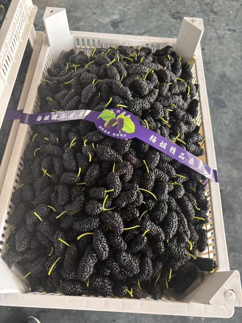 新鲜桑葚桑椹适合加工速冻提取做馅料