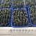 新鲜桑葚桑椹适合加工速冻提取做馅料