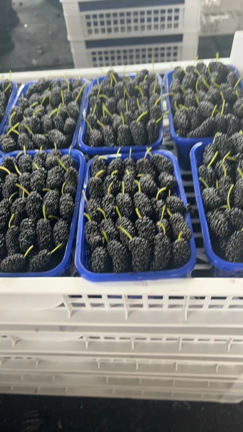 新鲜桑葚桑椹适合加工速冻提取做馅料