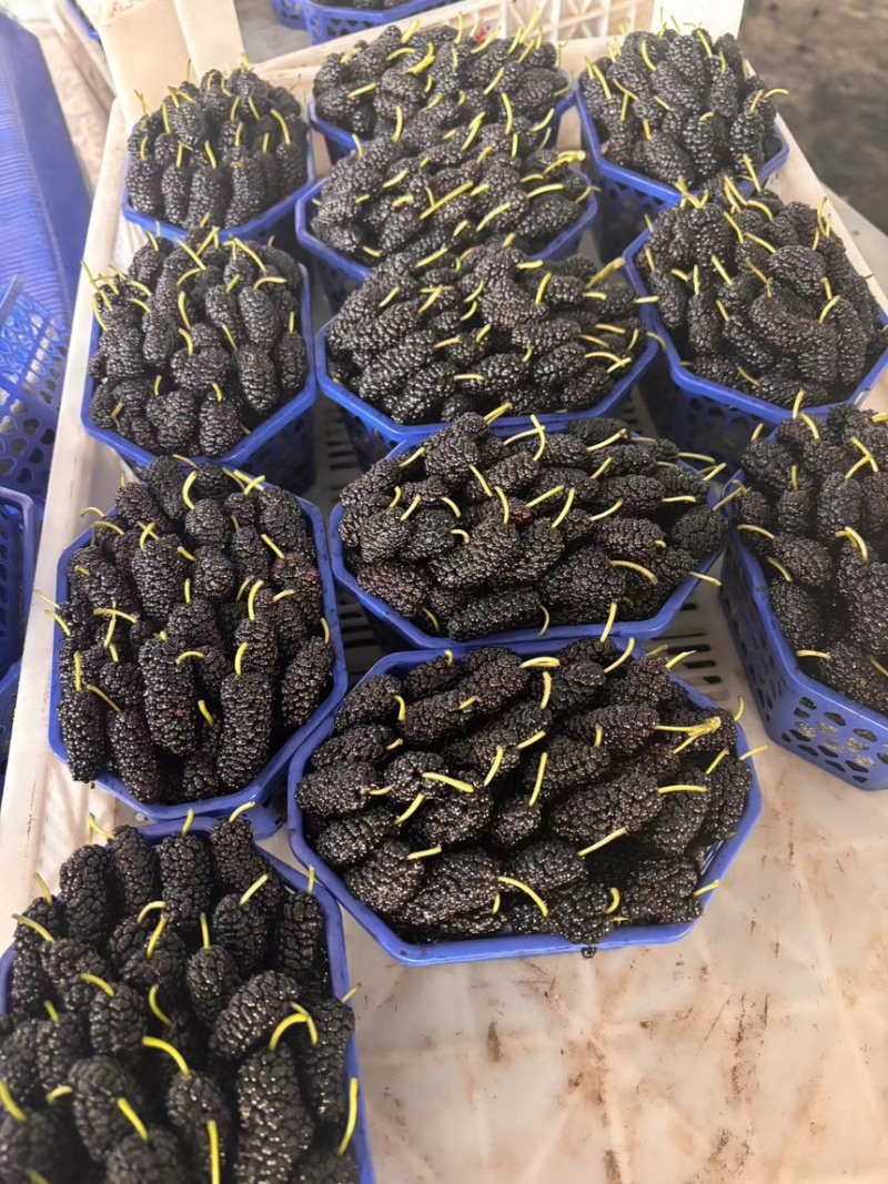 新鲜桑葚桑椹适合加工速冻提取做馅料
