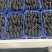 新鲜桑葚桑椹适合加工速冻提取做馅料