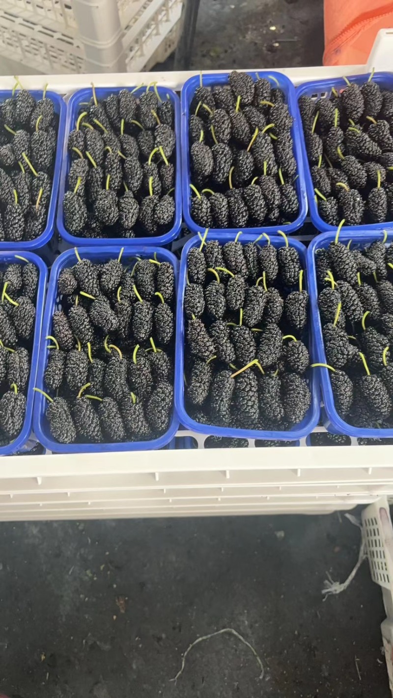 新鲜桑葚桑椹适合加工速冻提取做馅料