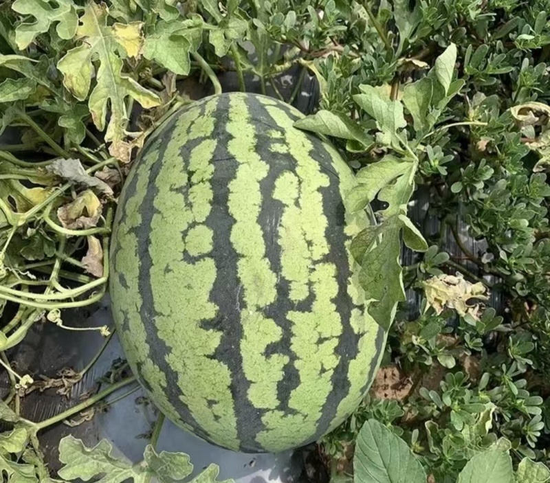 广西南宁甜王西瓜大量上市，产地货质量保证，对接超市