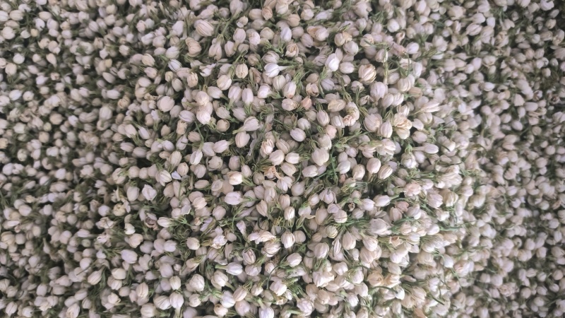 茉莉花干/横州市精品茉莉花无硫烘干/25年货/精品花干