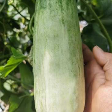 羊角蜜