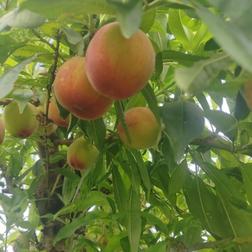 黄金蜜上市，欢迎批发零售，需要的请联系