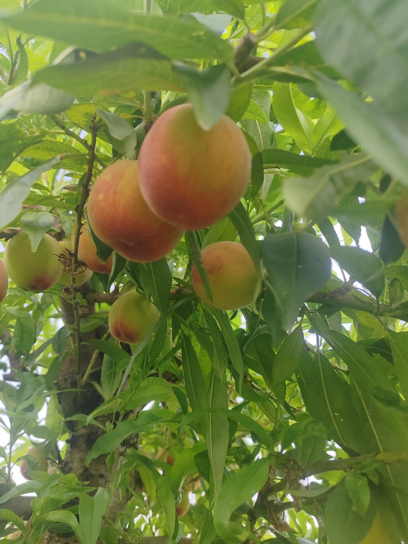 黄金蜜上市，欢迎批发零售，需要的请联系