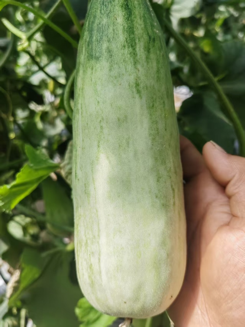 羊角蜜