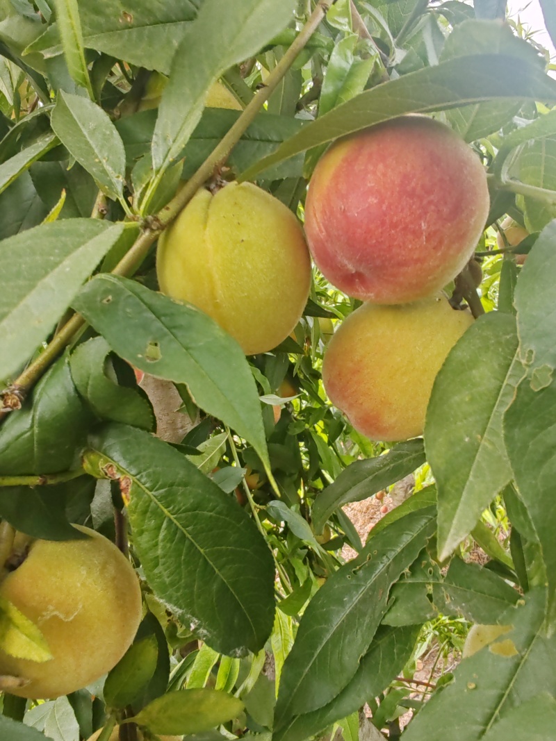 黄金蜜上市，欢迎批发零售，需要的请联系