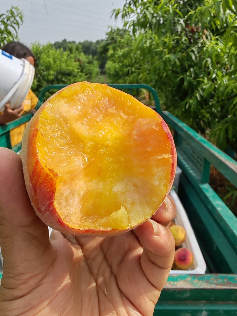 黄金蜜上市，欢迎批发零售，需要的请联系