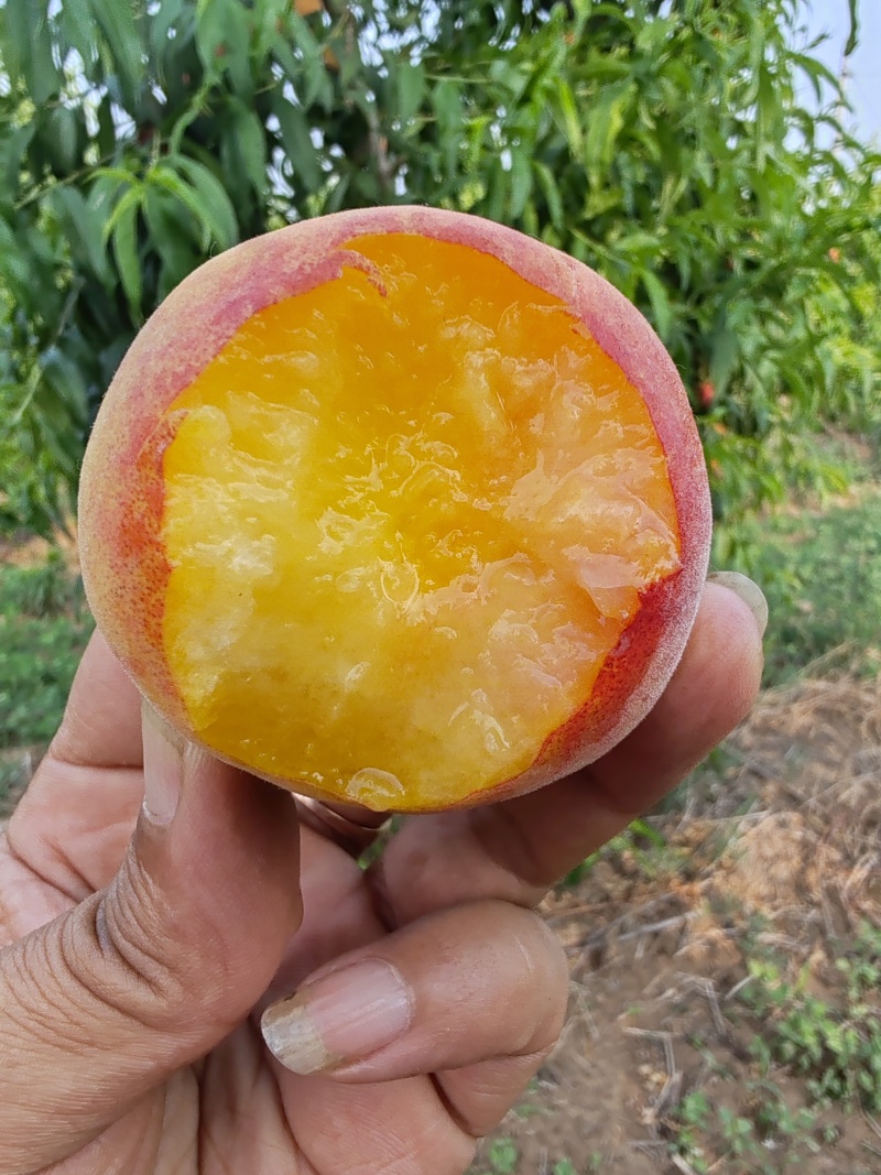 黄金蜜上市，欢迎批发零售，需要的请联系