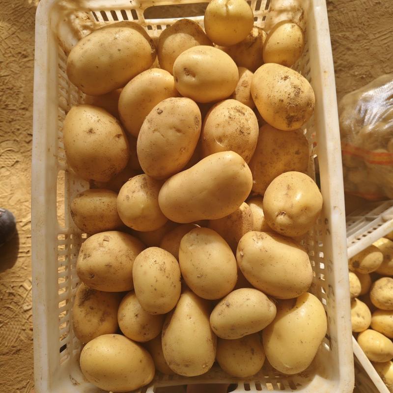 湖北襄阳黄皮黄心沃土5号土豆/量大价优/欢迎咨询